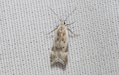 Coleotechnites invictella