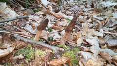 Morchella angusticeps