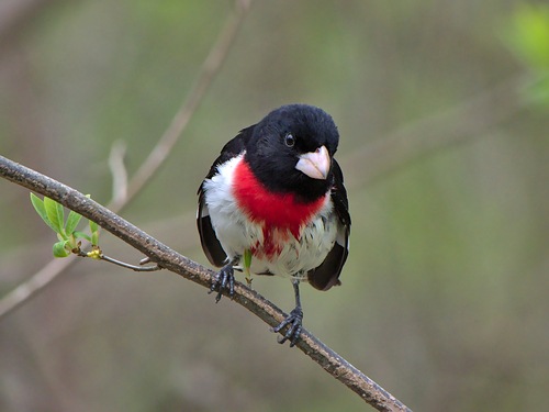 Rose-breasted Grosbeak, photo 10 of 10