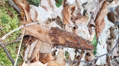 Morchella angusticeps