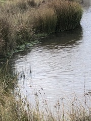 Microcarbo melanoleucos