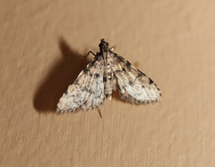 Metasia acharis