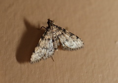 Metasia acharis