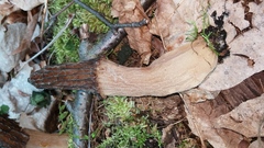 Morchella angusticeps