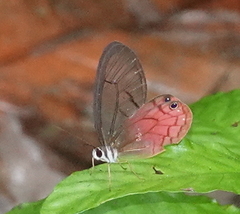 Cithaerias cliftoni