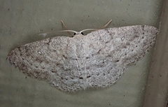 Cyclophora pendulinaria