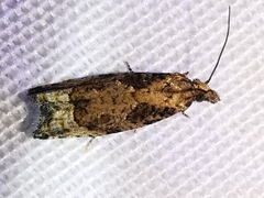 Acroclita subsequana