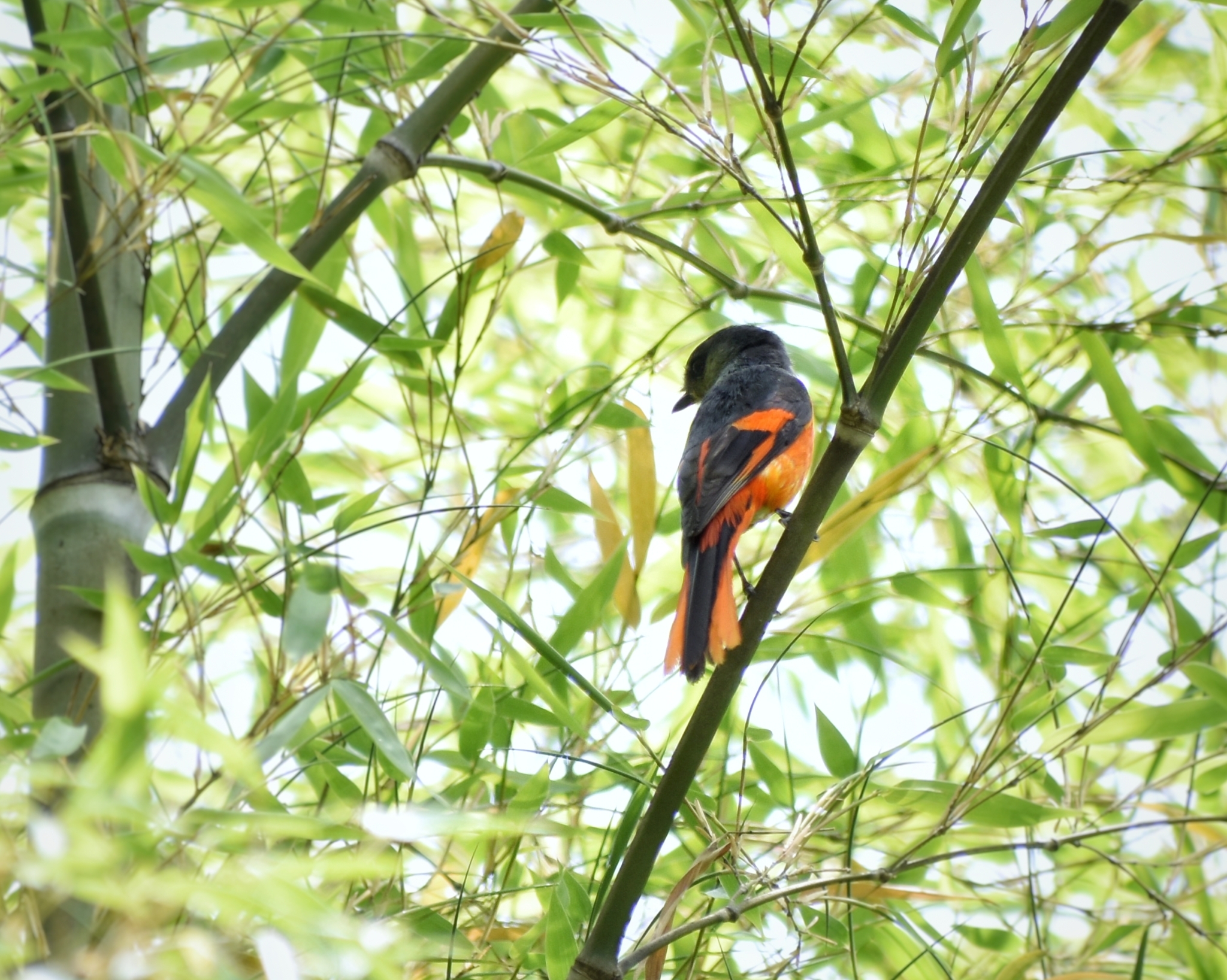 Grey-chinned Minivet