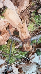 Morchella angusticeps