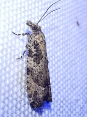 Acroclita subsequana