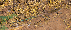 Aspidoscelis neomexicanus