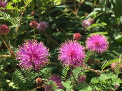 Mimosa microphylla