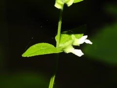Scutellaria nervosa