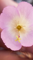 Clarkia arcuata