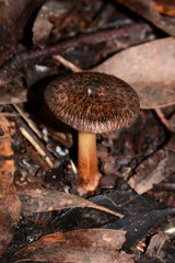 Inocybe australiensis