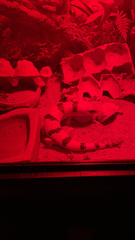 Peters' Banded Skink photo 3