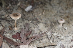 Amanita cinereoannulosa