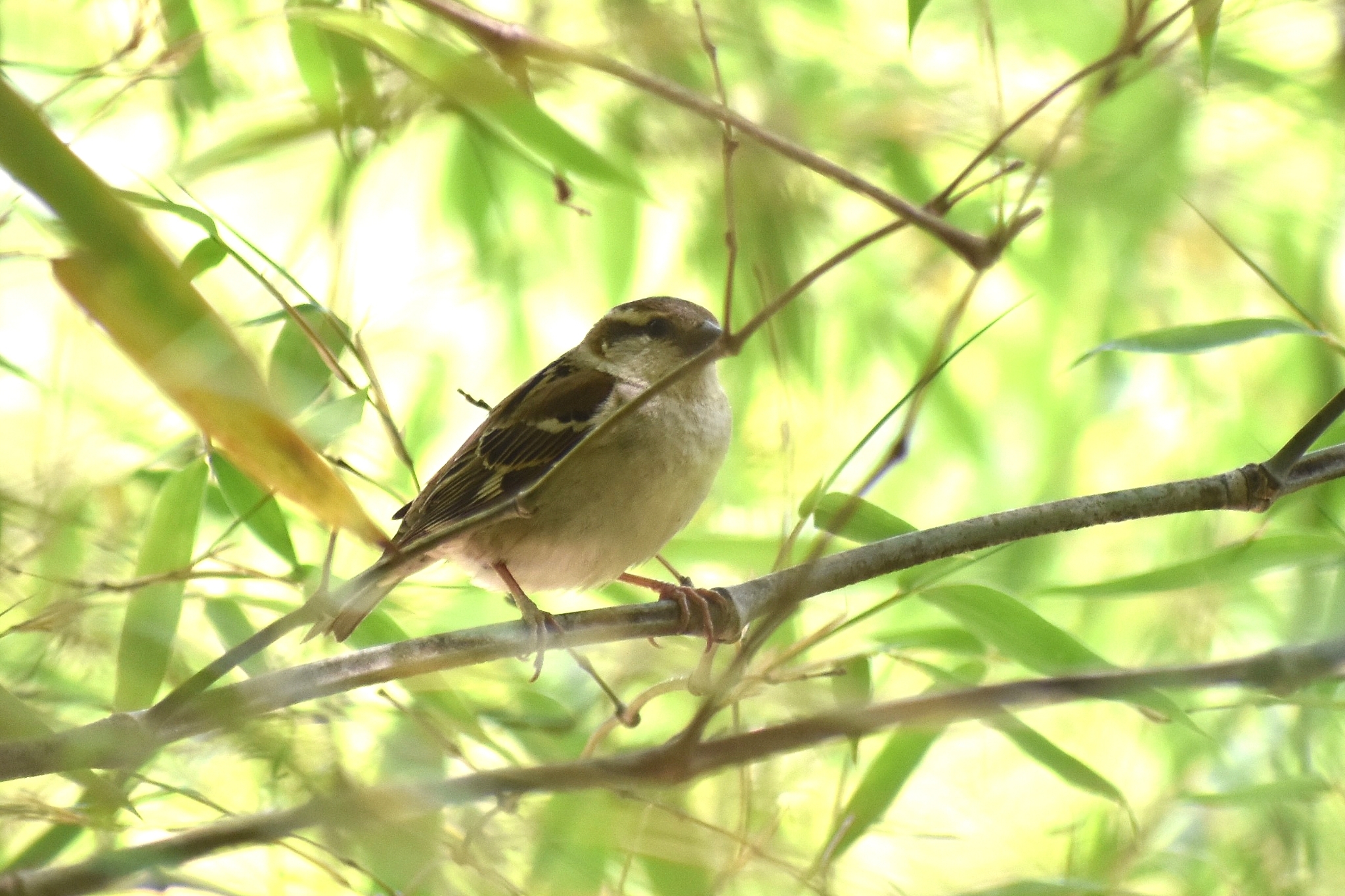 Russet Sparrow