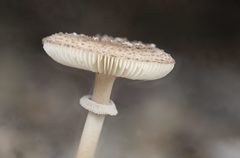 Amanita cinereoannulosa