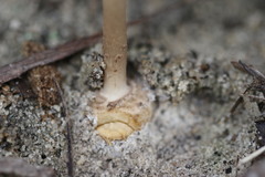 Amanita cinereoannulosa