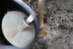 Amanita cinereoannulosa