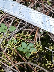Pterostylis parviflora