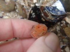 Aplidium solidum