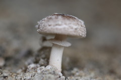 Amanita cinereoannulosa