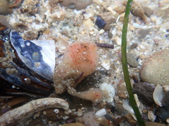 Aplidium solidum