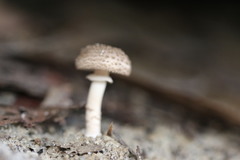 Amanita cinereoannulosa