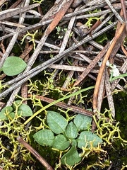Pterostylis parviflora