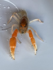 Engaeus hemicirratulus