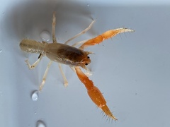 Engaeus hemicirratulus