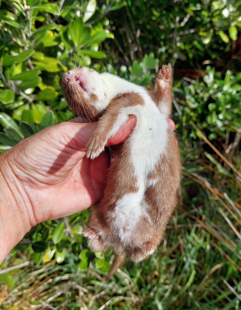 Least Weasel from Okura Bush, New Zealand on May 21, 2022 at 11:56 AM ...