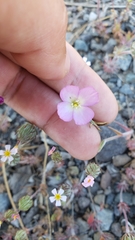 Clarkia arcuata