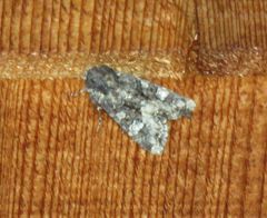 Mamestra configurata