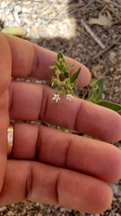 Allophyllum integrifolium