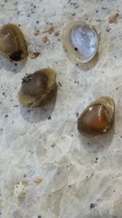 Sphaerium rhomboideum