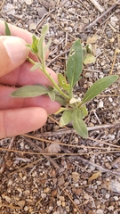 Allophyllum integrifolium