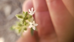 Allophyllum integrifolium