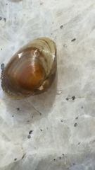 Sphaerium rhomboideum