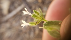 Allophyllum integrifolium