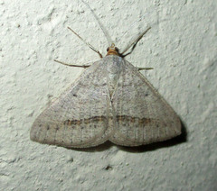 Isturgia catalaunaria