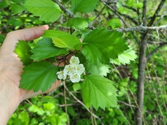 Crataegus flabellata