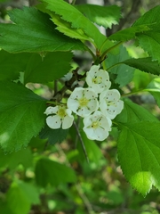 Crataegus flabellata