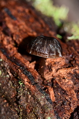 Mycena nargan