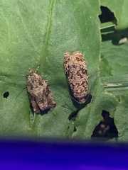 Phaecasiophora confixana