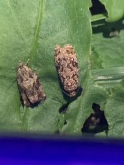 Phaecasiophora confixana