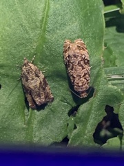 Phaecasiophora confixana