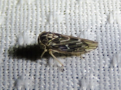 Idiocerus moniliferae
